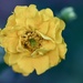 Tiny Yellow by carole_sandford