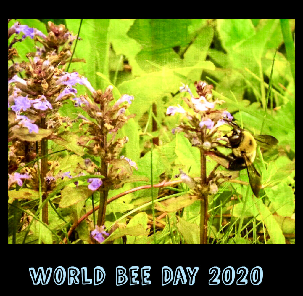 World Bee Day 2020 by mzzhope