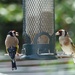 Breakfast with the Goldfinches by judithdeacon