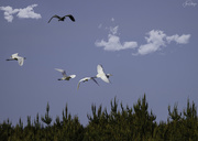 20th May 2020 - Four Egrets and One Blue Heron 