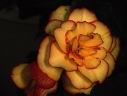 20th May 2020 - Yellow and Red Begonia 