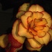 Yellow and Red Begonia  by radiogirl