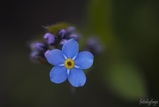 20th May 2020 - Tiny little flower 