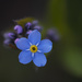 Tiny little flower  by fayefaye