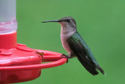 19th May 2020 - Ruby Throuted Hummingbird