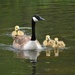 Day 139: Goose Family  by jeanniec57