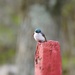 Day 141: Tree Swallows by jeanniec57