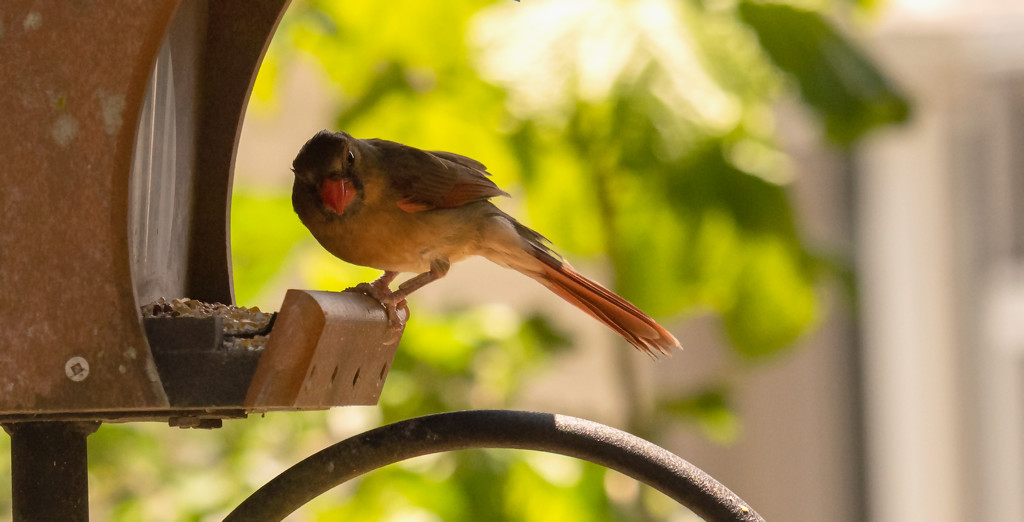 Lady Cardinal, Being Very Cautious! by rickster549