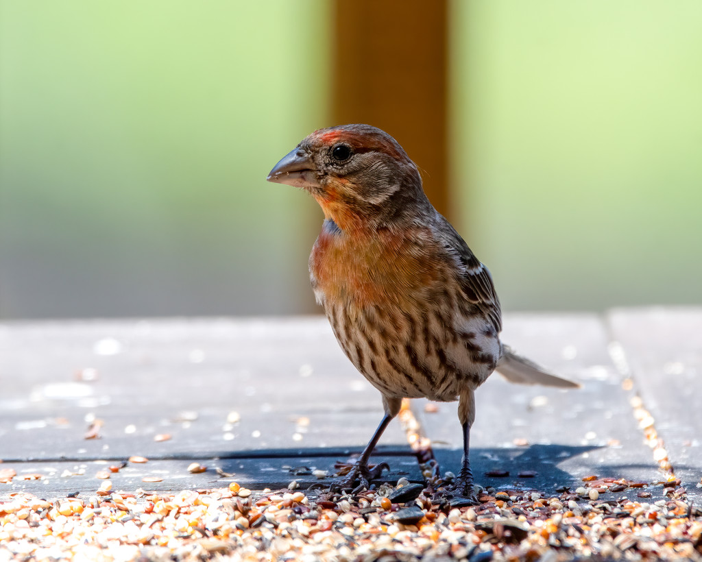 House Finch visitor by nicoleweg