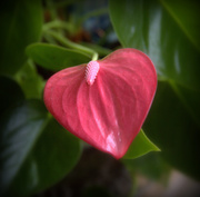19th May 2020 - Anthurium