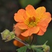 Orange flower by sandlily
