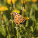 painted lady by aecasey