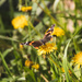red admiral by aecasey