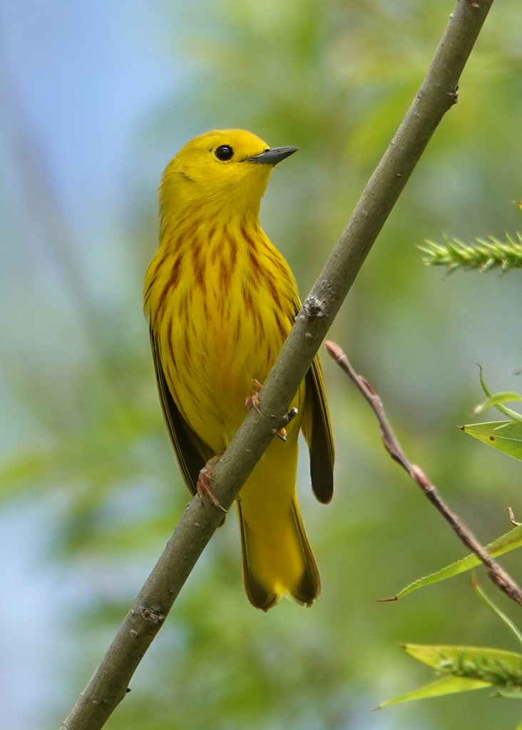 Yellow Warbler (male) by annepann