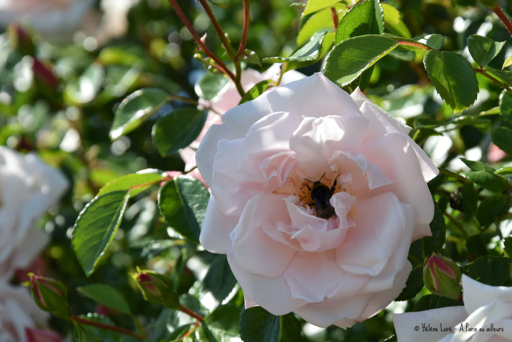 bumblebee in a rose by parisouailleurs