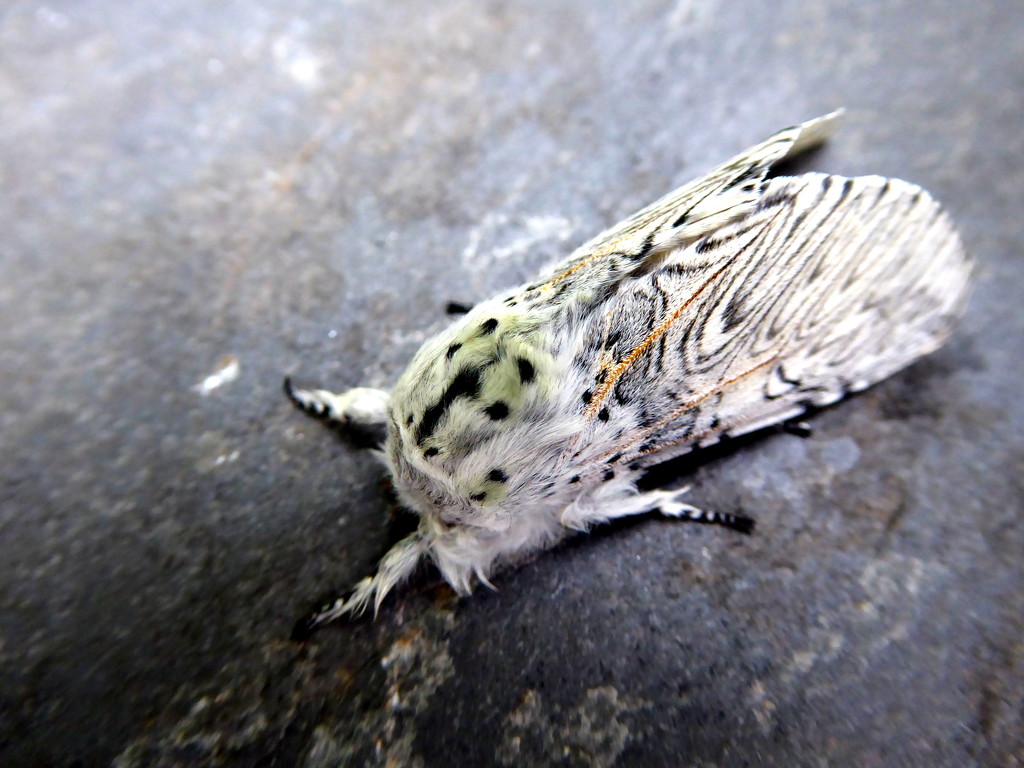 Puss moth by steveandkerry