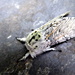 Puss moth by steveandkerry