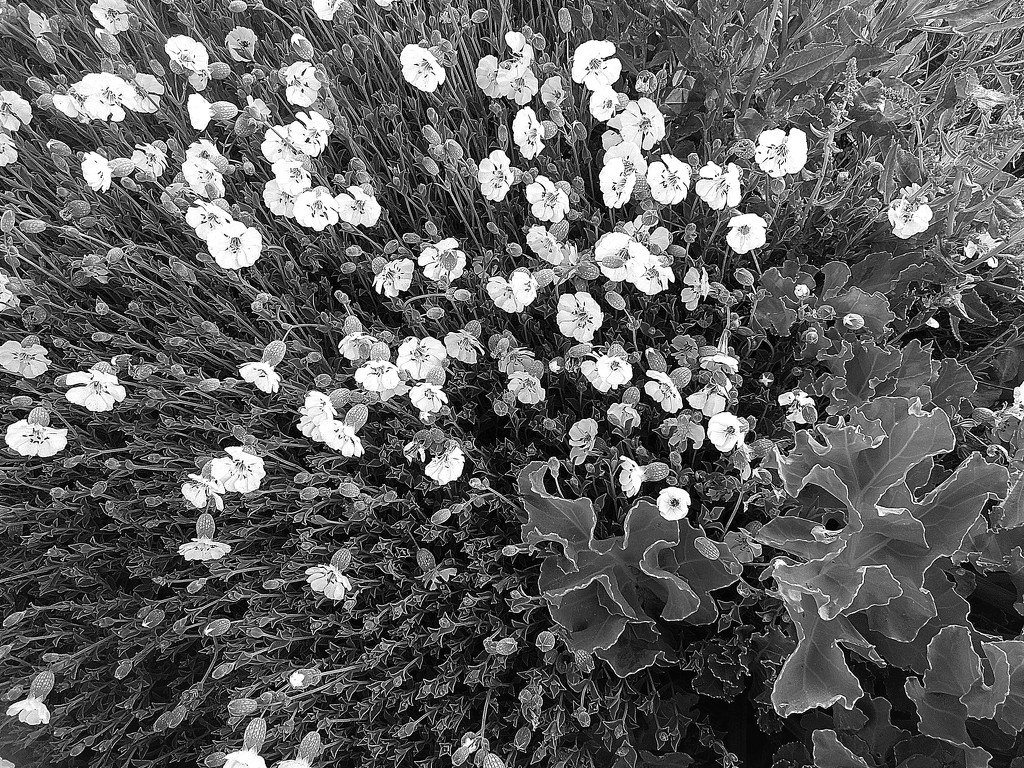 White campion (open) by etienne