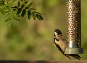21st May 2020 - greater spotted woodpecker 
