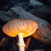 mushroom with light by fr1da