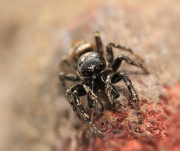 21st May 2020 - Coming to get yer, Zebra Spider