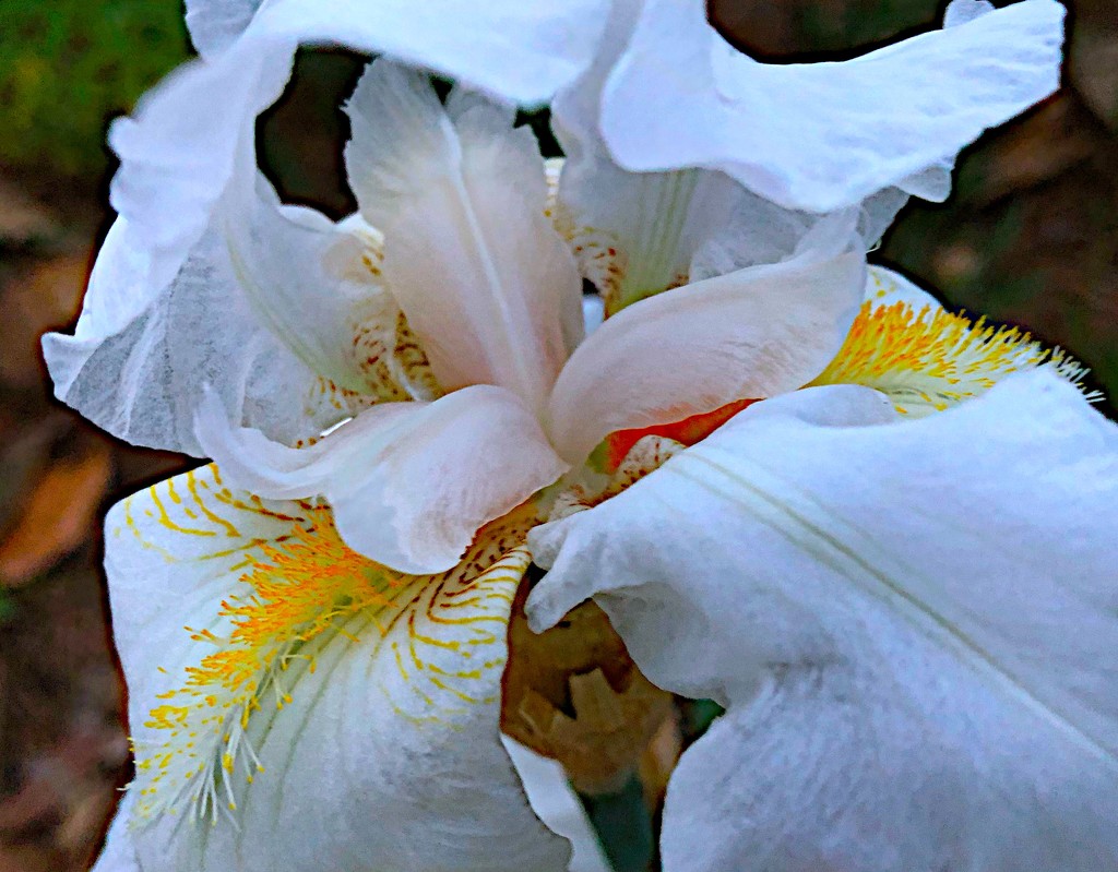 Iris by congaree