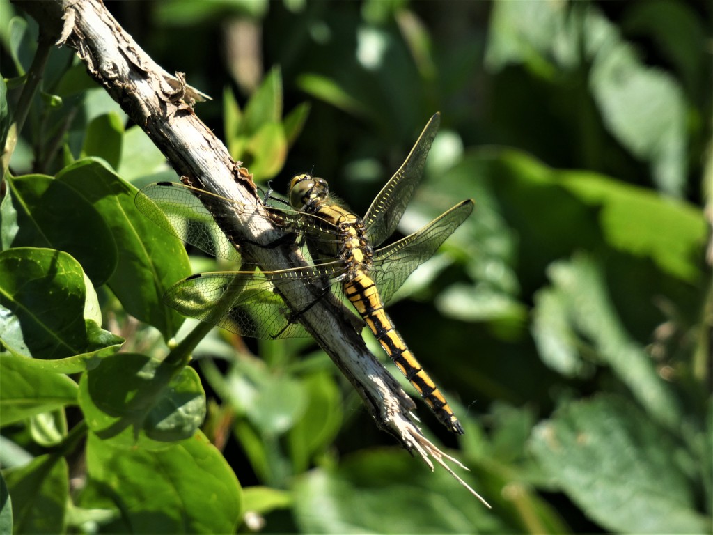 Black-tailed Skimmer by julienne1
