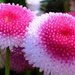 Pompom Daisies by fishers