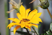 21st May 2020 - flower_bee