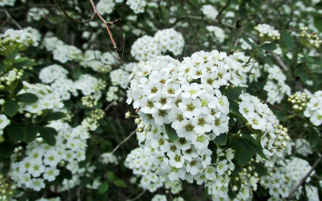 Close up of spirea by mittens