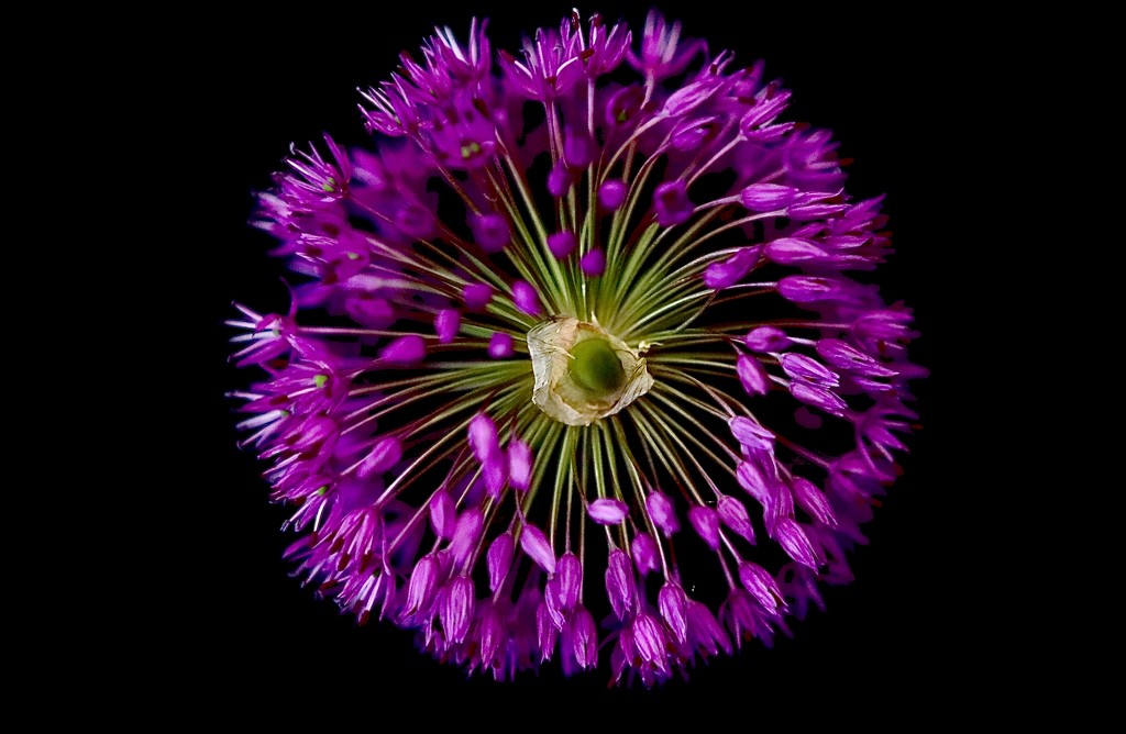 Allium Firework by carole_sandford