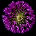 Allium Firework by carole_sandford