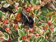 21st May 2020 - Red-tailed Bumblebee
