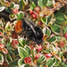 Red-tailed Bumblebee by philhendry