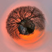 little planet sunrise by jernst1779