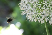 21st May 2020 - Allium Bee