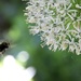 Allium Bee by phil_sandford