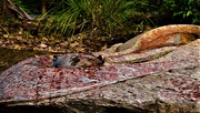 22nd May 2020 - Bird Bath...Sculpture In A Rock ~  