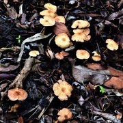 22nd May 2020 -  Patch Of Mushrooms ~  