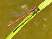 21st May 2020 -  Large Red Damselfly