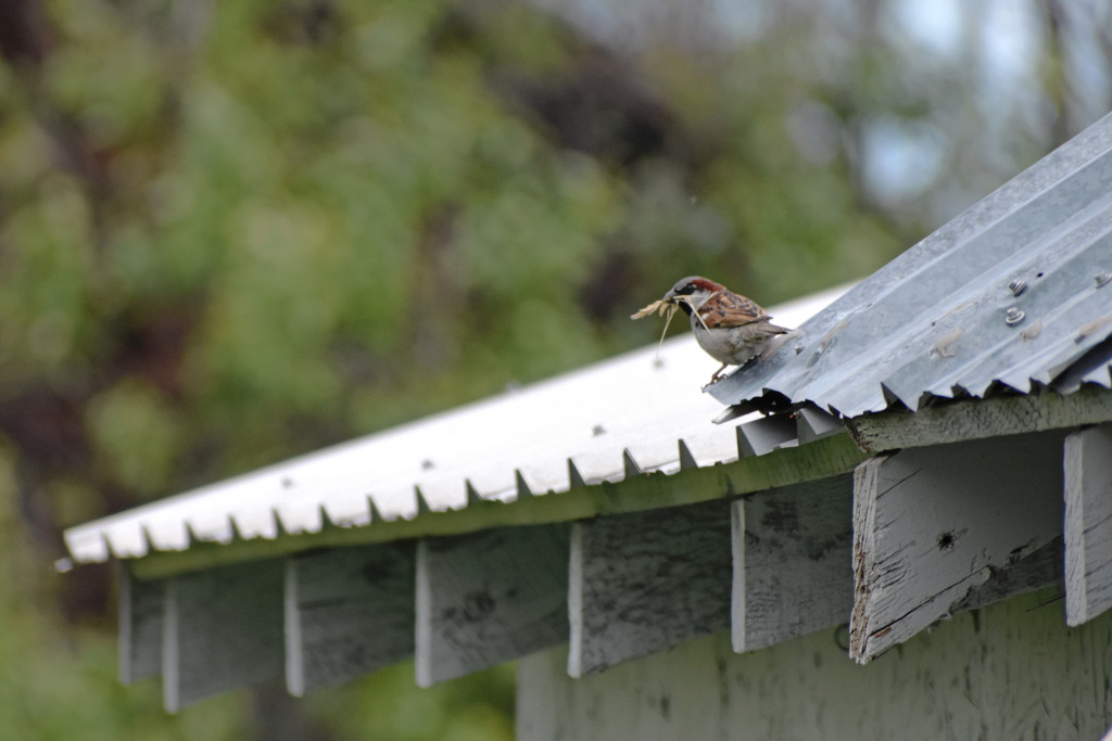 Sparrow On The Rooftop by bjywamer