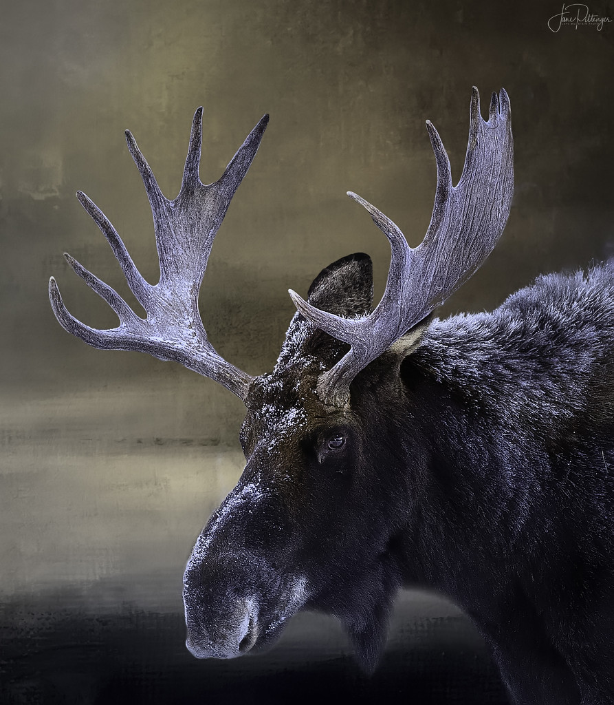 Moose for Textures by jgpittenger