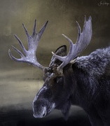 21st May 2020 - Moose for Textures