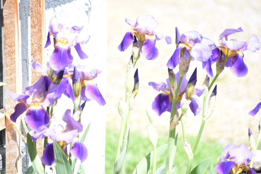 High Key Irises by bjywamer