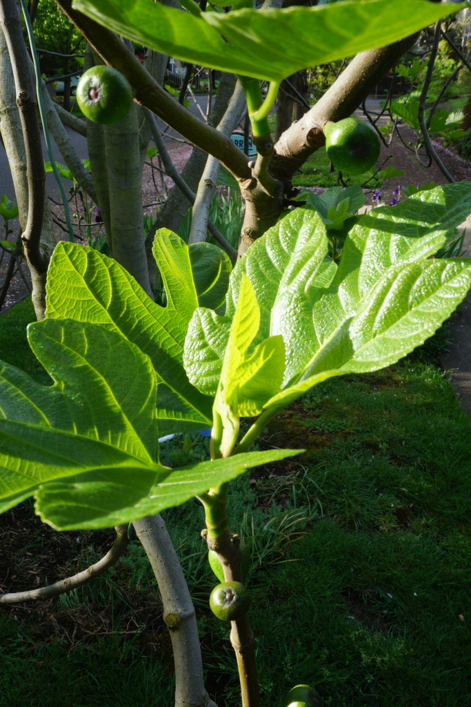 Fig leaf  by applegater
