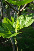 20th May 2020 - Fig leaf 