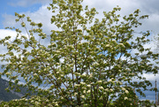 21st May 2020 - Our Mountain Ash Tree