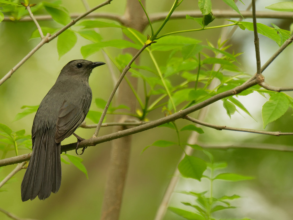 gray catbird  by rminer