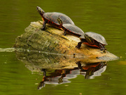 21st May 2020 - painted turtles 