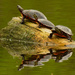 painted turtles  by rminer